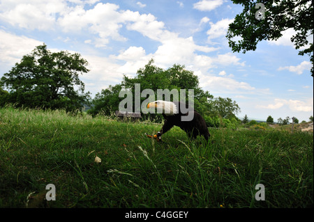 Weißkopf-Seeadler auf der Wiese im Harz Mountains. Stockfoto