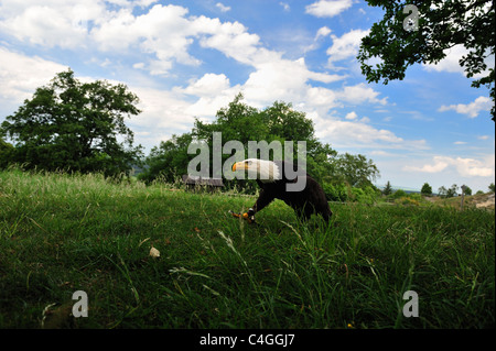 Weißkopf-Seeadler auf der Wiese im Harz Mountains. Stockfoto