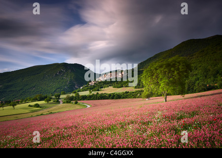 ein Bereich der Esparsette unterhalb der Campi Vechio Dorf, die Valnerina Nationalpark Monti Sibillini, Umbrien, Italien Stockfoto