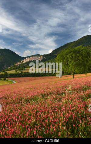 ein Bereich der Esparsette unterhalb der Campi Vechio Dorf, die Valnerina Nationalpark Monti Sibillini, Umbrien, Italien Stockfoto