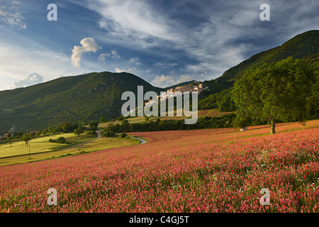 ein Bereich der Esparsette unterhalb der Campi Vechio Dorf, die Valnerina Nationalpark Monti Sibillini, Umbrien, Italien Stockfoto