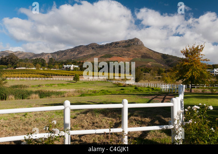 Zorgvliet Wine Estate, Stellenbosch, Kapstadt, Südafrika. Stockfoto