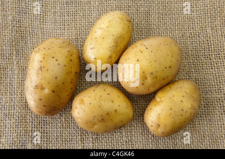 Kartoffel (Solanum Tuberosum Linda). Knollen auf hessisch. Stockfoto