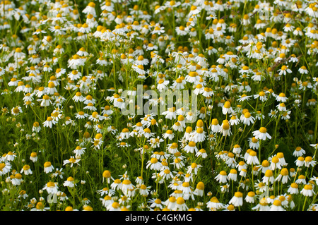 Kamillenblüten - wild - am Rande einer englischen Wiese wächst eingebürgert. VEREINIGTES KÖNIGREICH. Stockfoto