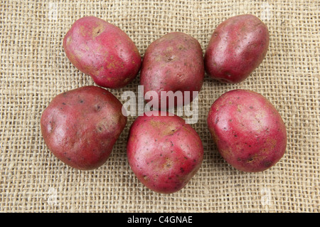 Kartoffel (Solanum Tuberosum Red Duke of York). Knollen auf hessisch. Stockfoto