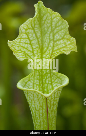 Nordamerikanische Schlauchpflanze Sarracenia Alata] Stockfoto