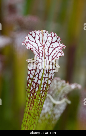 Nordamerikanische Schlauchpflanze Sarracenia Alata] Stockfoto