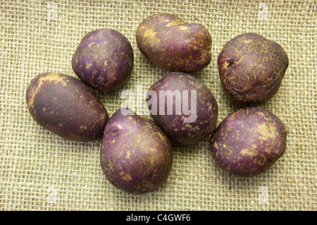 Kartoffel (Solanum Tuberosum Yetholm Zigeuner). Knollen auf hessisch. Stockfoto