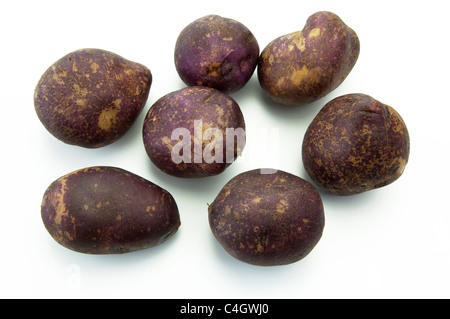 Kartoffel (Solanum Tuberosum Yetholm Zigeuner). Kartoffeln, Studio Bild vor einem weißen Hintergrund. Stockfoto