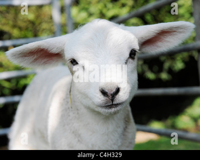 Niedliche kleine weiße Lamm. Stockfoto