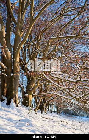 Winter-Szene der Buche Bäume im Schnee am Saltridge Wood, Cranham, Gloucestershire Stockfoto