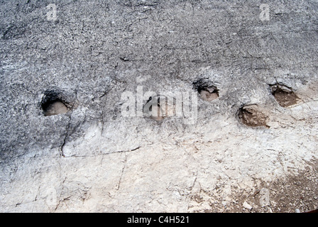 Echte Dinosaurier-Fußabdruck eingeprägt in den Felsen. Stockfoto