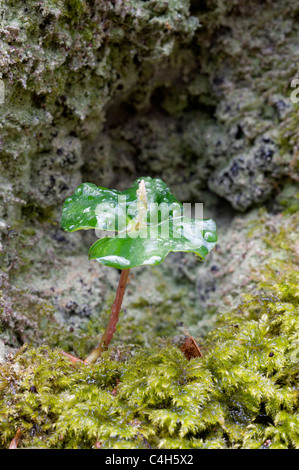 Buche Sämling Fagus sylvatica Stockfoto