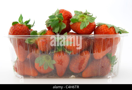 Korb mit Bauernhof frischen Erdbeeren auf weißem Hintergrund isoliert Stockfoto
