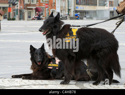 Ein paar belgische Schäferhunde. Die Groenendael Vielfalt haben dicke schwarze Mäntel und sind aufmerksam und intelligent. Stockfoto