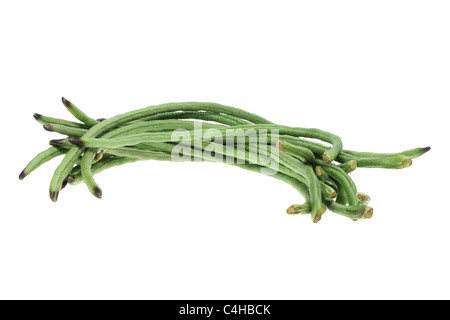 Schlange-Bohnen Stockfoto