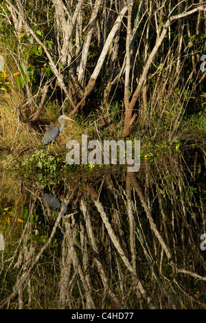 Dreifarbigen Reiher, Egretta Tricolor, unter Bäumen Sumpfzypresse, Taxodium Distichum, Big Cypress National Preserve, Florida, USA Stockfoto