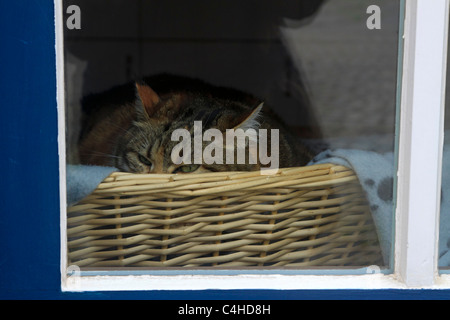 Katze im Fenster. Eine Tabbykatze Dosen in einem Korb auf einer Fensterbank in Brügge, Belgien. Stockfoto