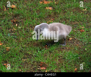 Stumm schalten Sie, Schwan, Cygnus Olor, Cygnet Nahrungssuche in den Rasen. Stockfoto