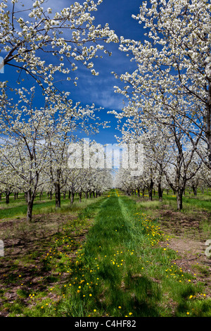 Kirschbäume in voller Blüte in den Obstgärten der Leelanau Halbinsel in der Nähe von Traverse City, Michigan, USA. Stockfoto