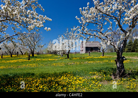 Kirschbäume in voller Blüte mit Scheune auf der alten Mission Halbinsel in der Nähe von Traverse City, Michigan, USA. Stockfoto