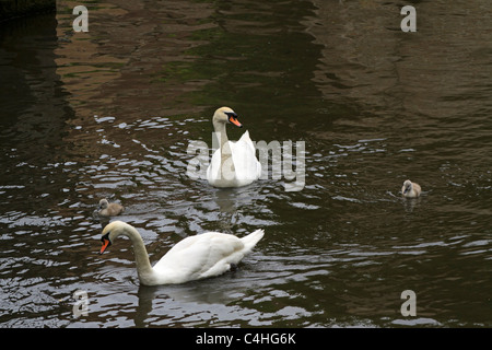 Mit Cygnets Schwäne. Ein paar der Höckerschwan (Cygnus Olor) Erwachsene halten schließen Uhr über ihren Nachwuchs. Stockfoto