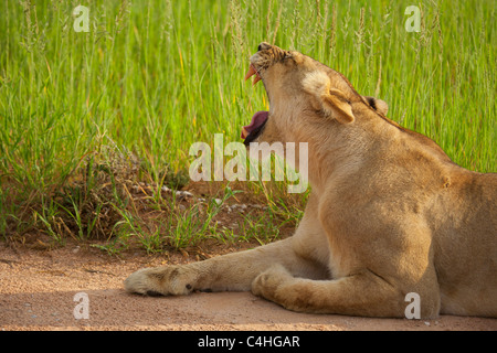 Löwin (Panthera Leo) im Kgalagadi Transfontier Park, Südafrika Stockfoto