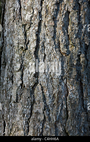 Baumrinde der Europäischen Schwarzkiefer (Pinus Nigra), Belgien Stockfoto