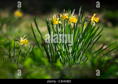 Wilde Narzissen / lieh Lilie (Narcissus Pseudonarcissus) im Wald Stockfoto