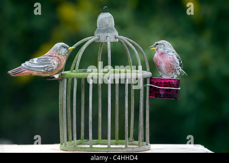 Gemeinsame Redpoll (Zuchtjahr Flammea) auf Holz Vogelkäfig im Garten, Belgien Stockfoto