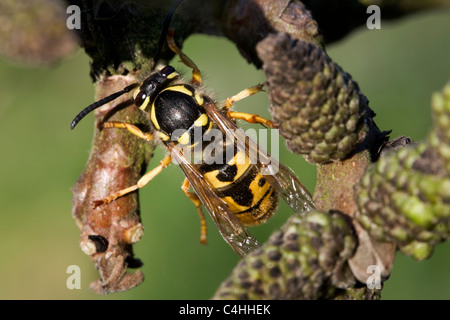 Deutsche Wespe / Europäische Wespe (Vespula Germanica) queen auf Zweig im Frühling, Belgien Stockfoto