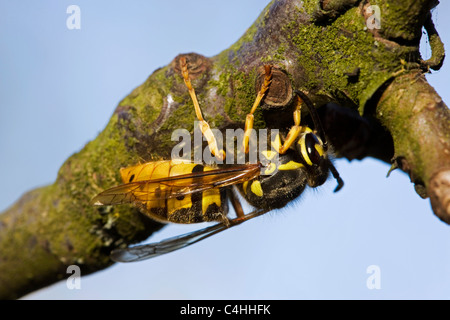 Deutsche Wespe / Europäische Wespe (Vespula Germanica) queen auf Zweig im Frühling, Belgien Stockfoto