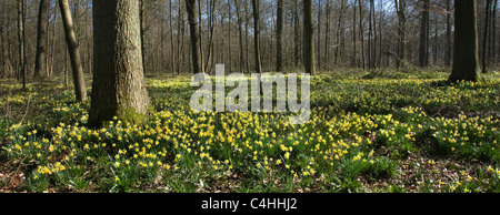 Wilde Narzissen / lieh Lilie (Narcissus Pseudonarcissus) im Wald Stockfoto