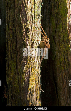 Großen Spinne, Dolomedes sp, klammert sich an Ei Sac auf Zypressen Baum, Corkscrew Swamp, Süd-Florida, USA Stockfoto