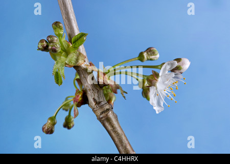 Wilde Kirsche / süße Kirsche (Prunus Avium) Knospen bersten und Blumen im Frühjahr, Belgien Stockfoto