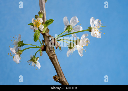 Wilde Kirsche / süße Kirsche (Prunus Avium) Knospen bersten und Blumen im Frühjahr, Belgien Stockfoto