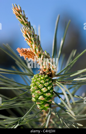 Kiefer (Pinus Sylvestris) weiblichen Blüten an Spitze der Knospe mit einem einjährigen Kegel, Belgien Stockfoto