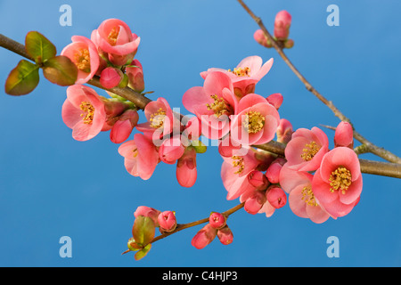 Frühling blühende japanische Quitte Strauch mit leuchtend roten Blüten
