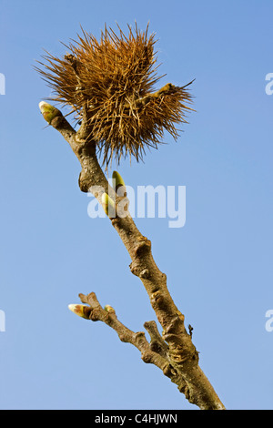 Sweet Chestnut / Marron (Castanea Sativa) Zweig mit Knospen und alte Schale im Frühjahr Stockfoto