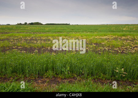 Fehler beim Leinsaat Ernte aufgrund der Trockenheit Stockfoto