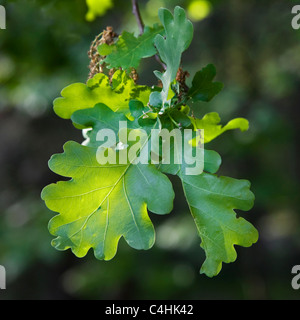 Pedunculate Eiche / englische Eiche (Quercus Robur) Blätter und männlichen Blüten, Belgien Stockfoto