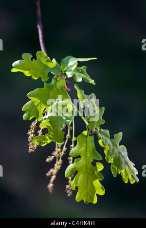 Pedunculate Eiche / englische Eiche (Quercus Robur) Blätter und männlichen Blüten, Belgien Stockfoto