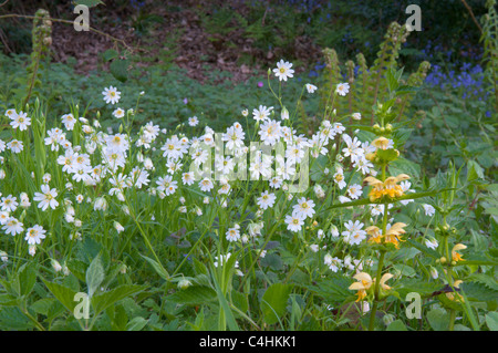 Größere Stitchwort (Stellaria Holostea) in Woolbeding Wood nahe dem Fluss Rother, Midhurst, West Sussex, UK. April Stockfoto