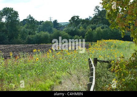 Helianthus-Sonnenblumen gepflanzt am Rand eines Feldes, Tier-und Umweltschutz zu unterstützen. Warwickshire, UK Stockfoto