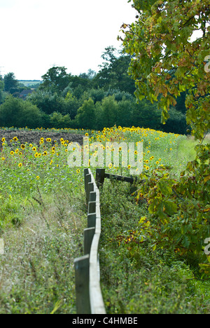 Sonnenblumen gepflanzt am Rand eines Feldes, Tier-und Umweltschutz zu unterstützen. Warwickshire, UK Stockfoto