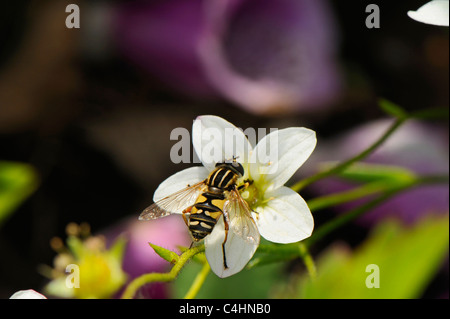 Nahaufnahme von einem typischen Erwachsenen-Schwebfliege (Syrphus) Fütterung aus Nektar und pollen Stockfoto