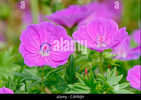 Kleine rosa Geranie, die bekannt sind als die Storchschnäbel Stockfoto