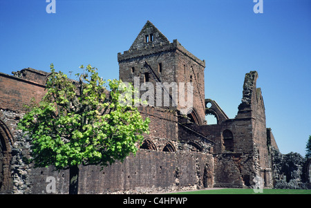Sweetheart Abbey, neue Abtei, Dumfries & Galloway, Schottland, Großbritannien im Frühjahr Stockfoto