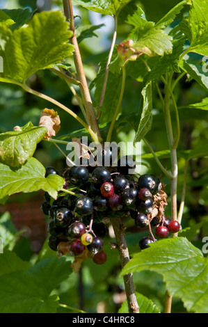 Biologisch angebaute schwarze Johannisbeere Strauch mit neuen Reifen Beeren genommen lokal im Garten in Bristol im Sommer Stockfoto
