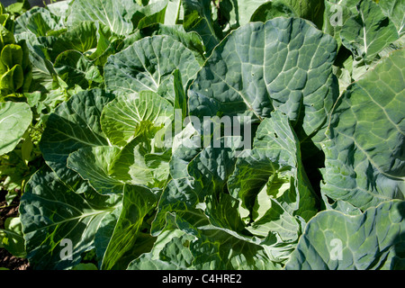 Haus angebaut, Bio grüner Kohl wächst im Garten in Bristol, Großbritannien Stockfoto